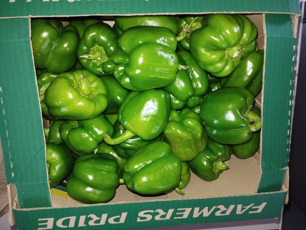 Green pepper 1kg@P15.00, Box@P70.00 