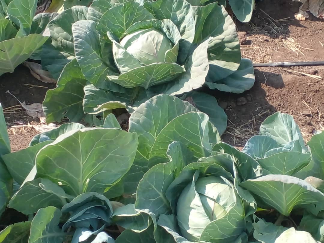 Cabbage P10 single sale, P5 bulk sale(20 heads or more)