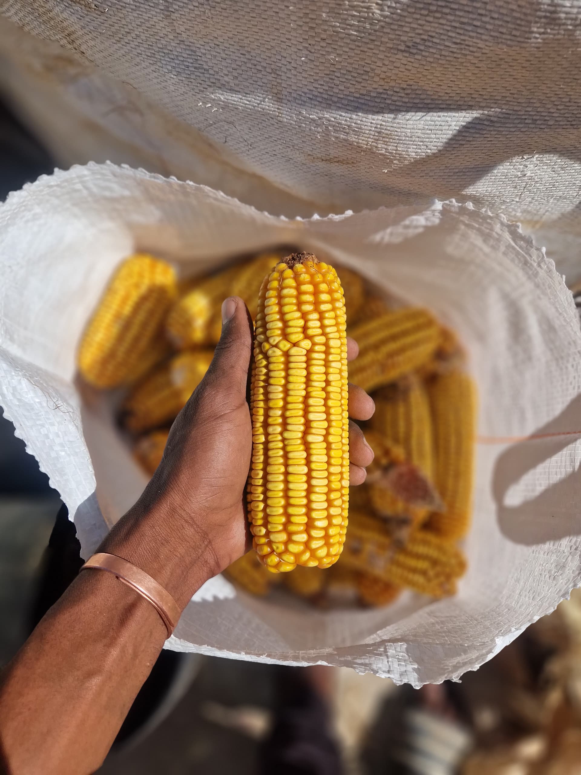 Yellow Maize