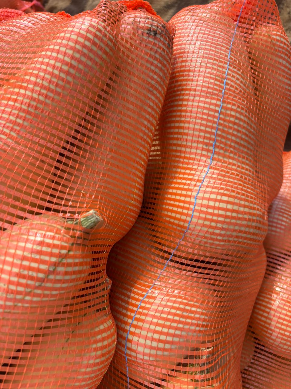 Butternut @P40 bulk and @P60 individual with delivery