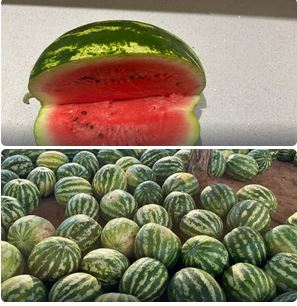 Sweet watermelons from @P10-70