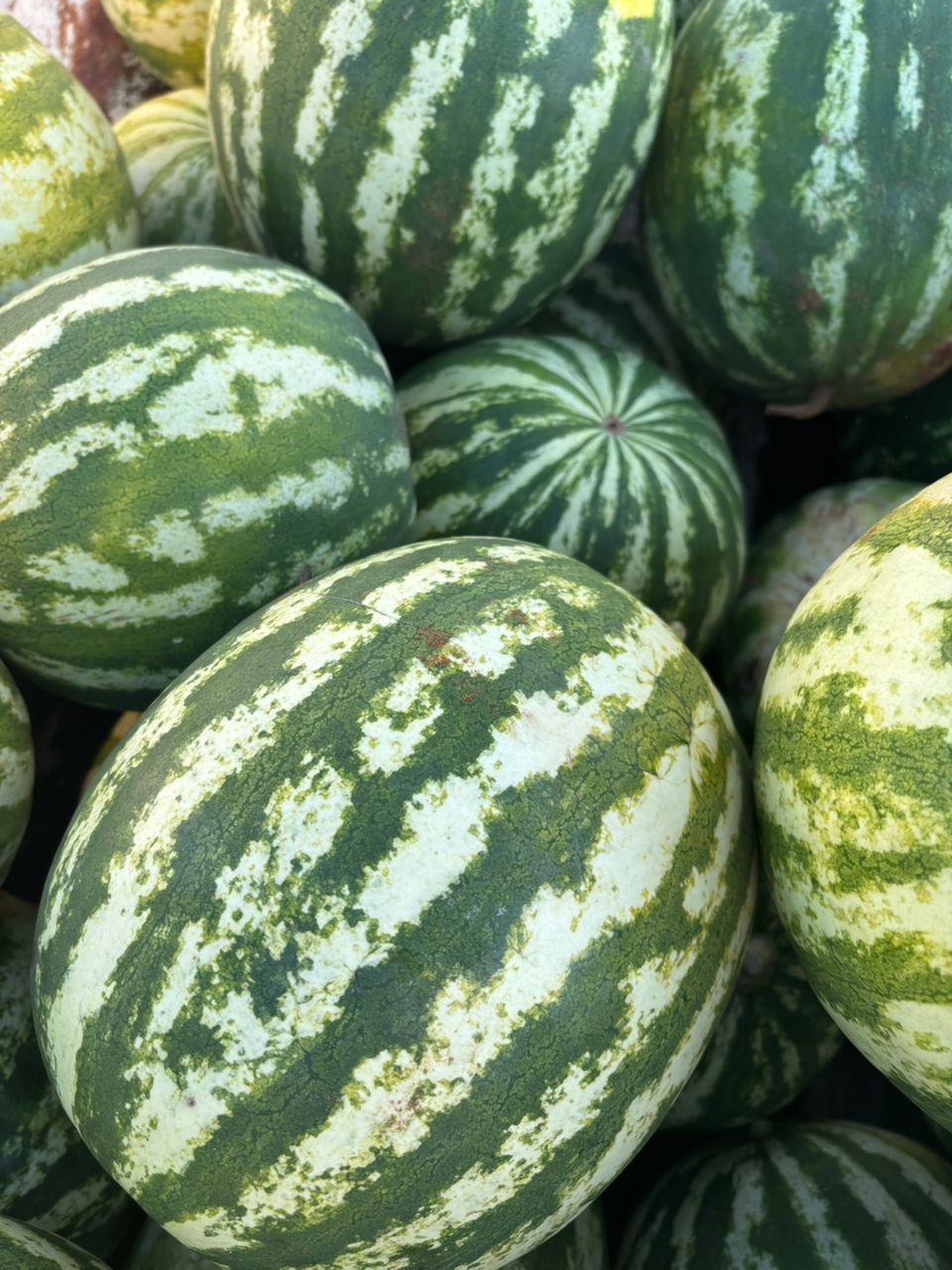 Watermelons  from P10 to P70. Depends on size and quantity.
