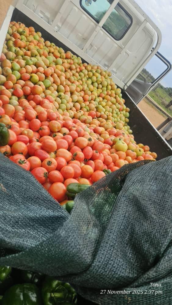 Tomatoes, P100 a crate