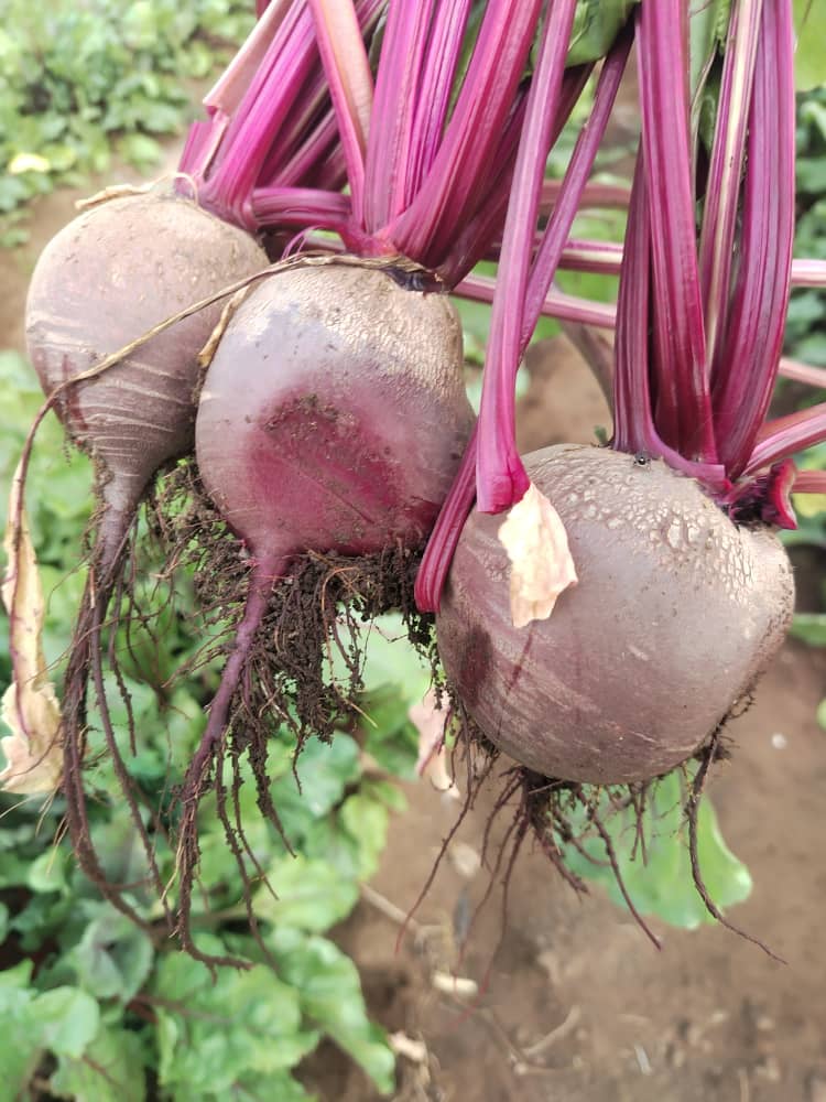 farm  beetroot @P7 per kg