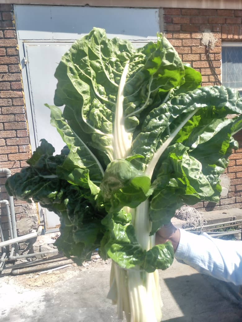 Spinach bundle P5