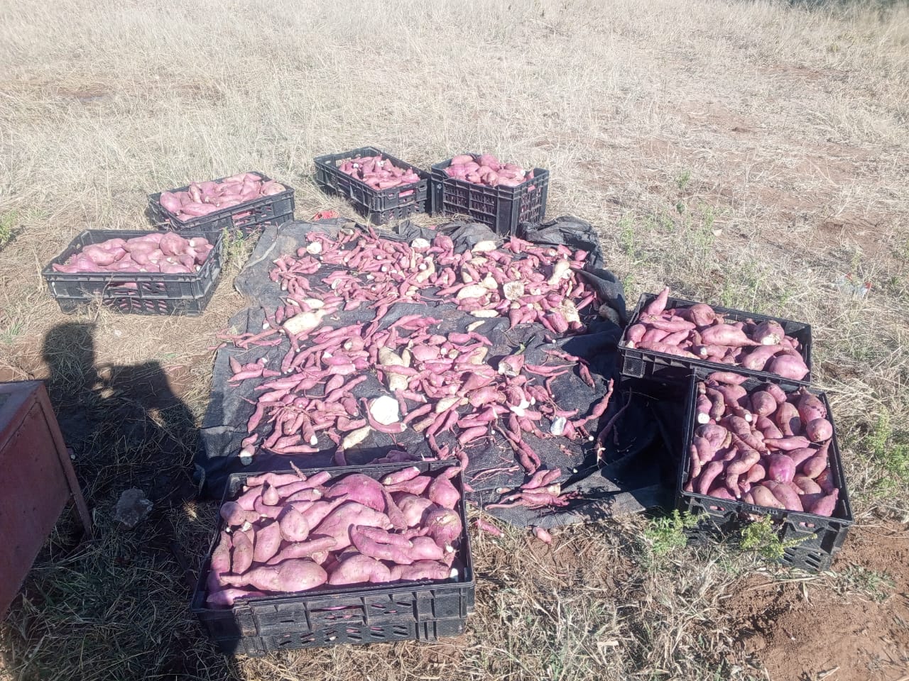 Sweet Potato(white&Red), P150 /20 l bucket , P300.00/ crate, 10 kg bag P100.00