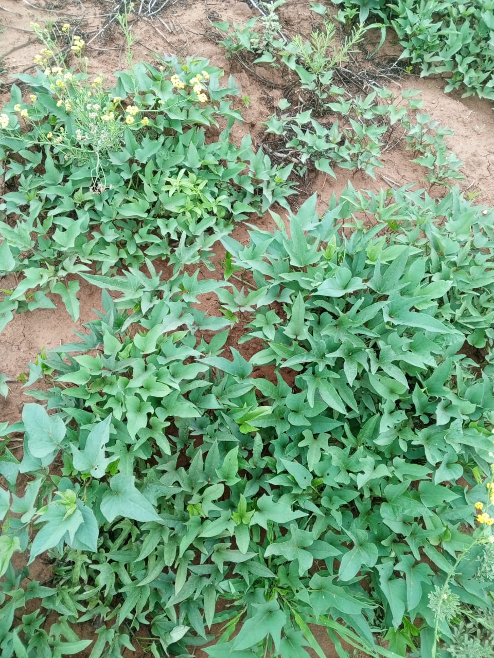SWEET POTATO VINES @P250 PER 50KG BAG