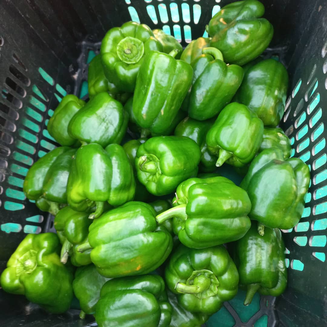 crate of green pepper @200 or P12 per pack