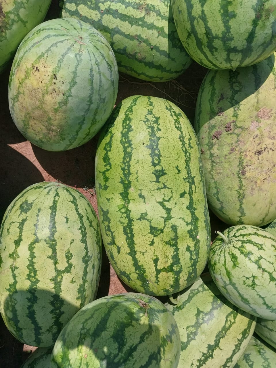 Sweet watermelons for sale, P40 - P50