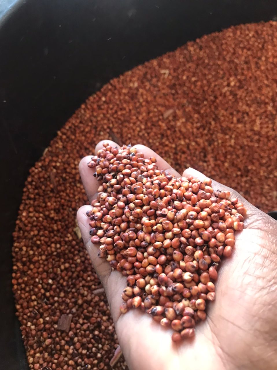 Sorghum
