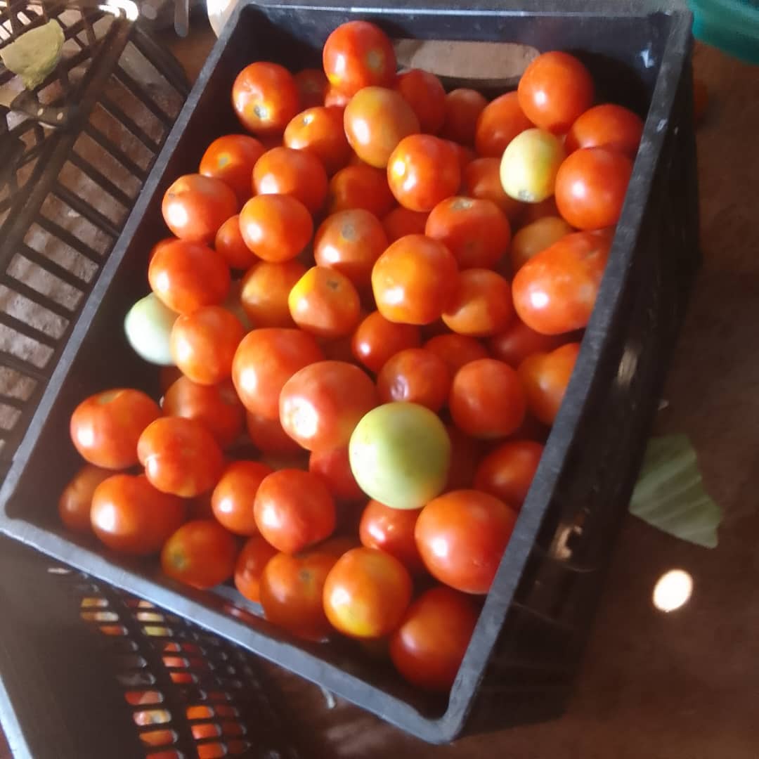 Crate Large P200, medium P150,  small P100