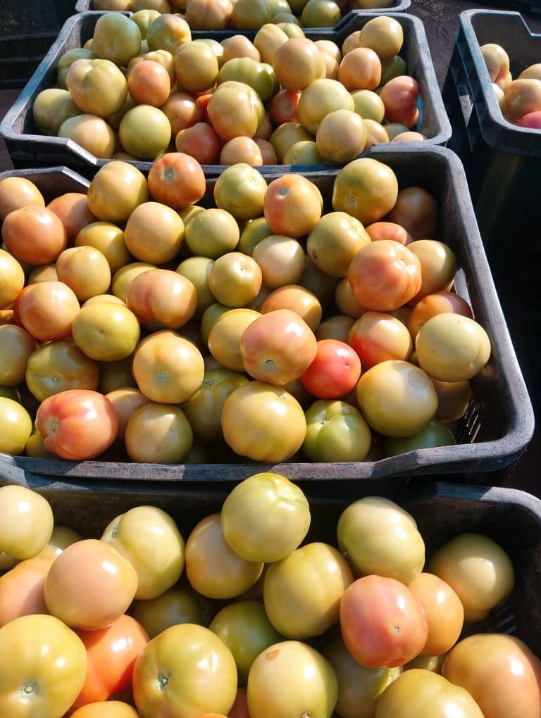 crate of Tomatoes P250, fresh from farm