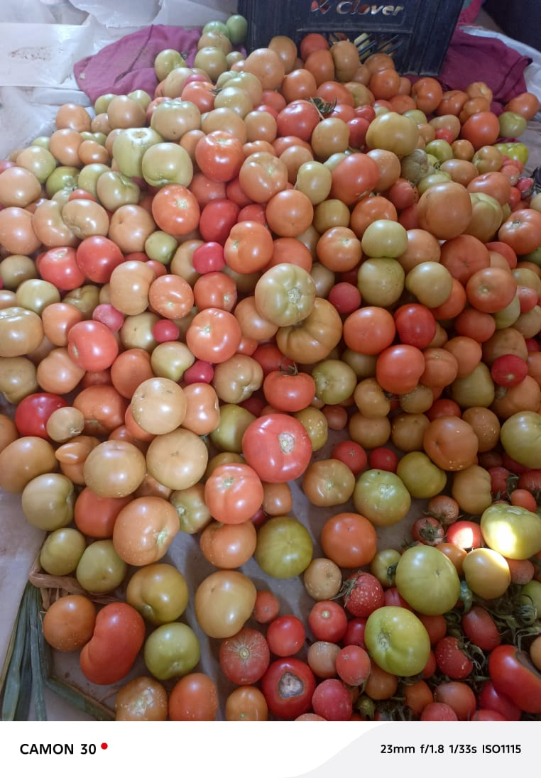 Fresh from farm tomatoes, Crate 300,Bucket 200, Prepack 15pula