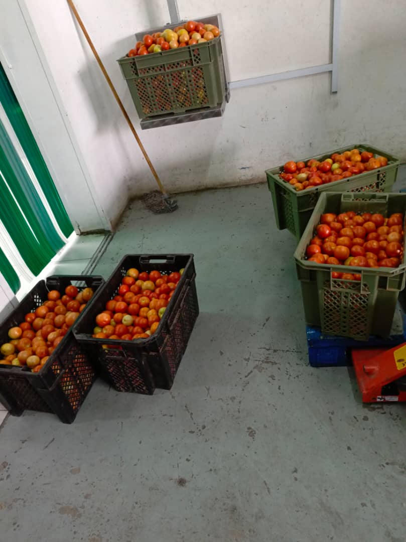 Crate of tomatoes P250