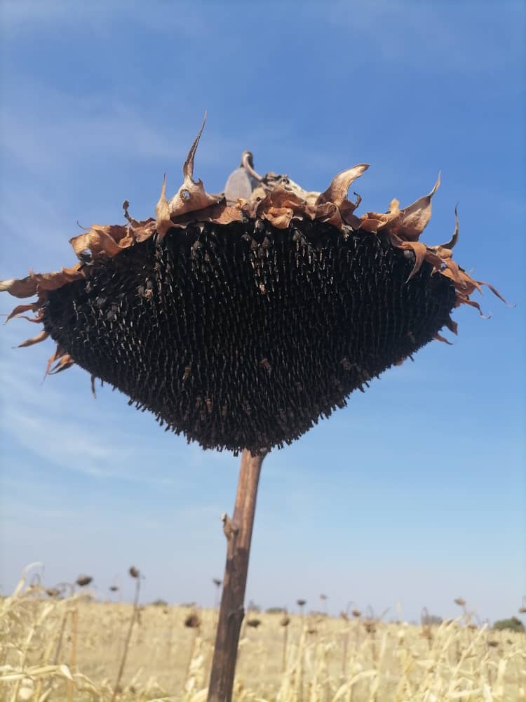 OPV Tswana Sunflower