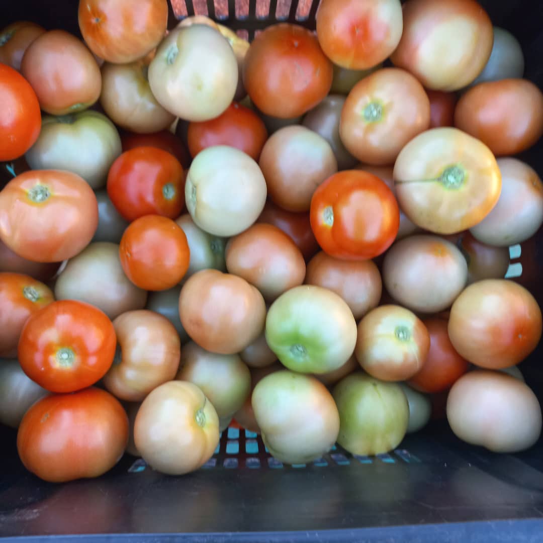 P12.00 per pack tomato and P200.00 crate