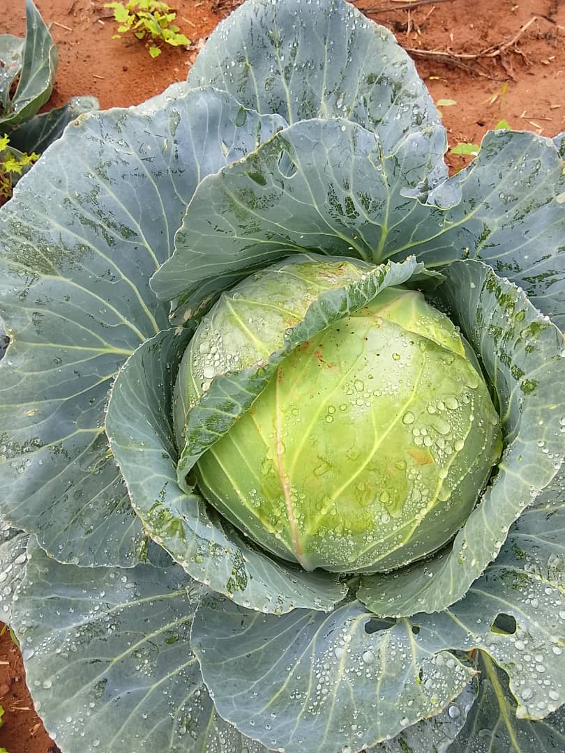 White cabbage, BULK-P10, HEAD-P12 -P15