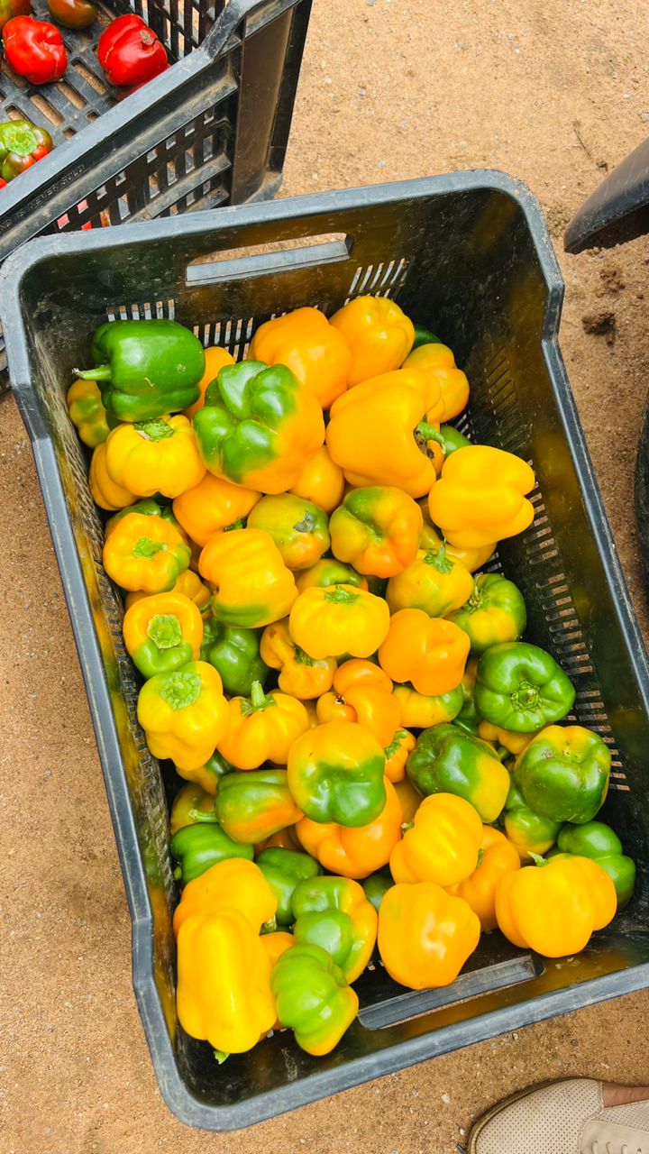 10kg yellow pepper