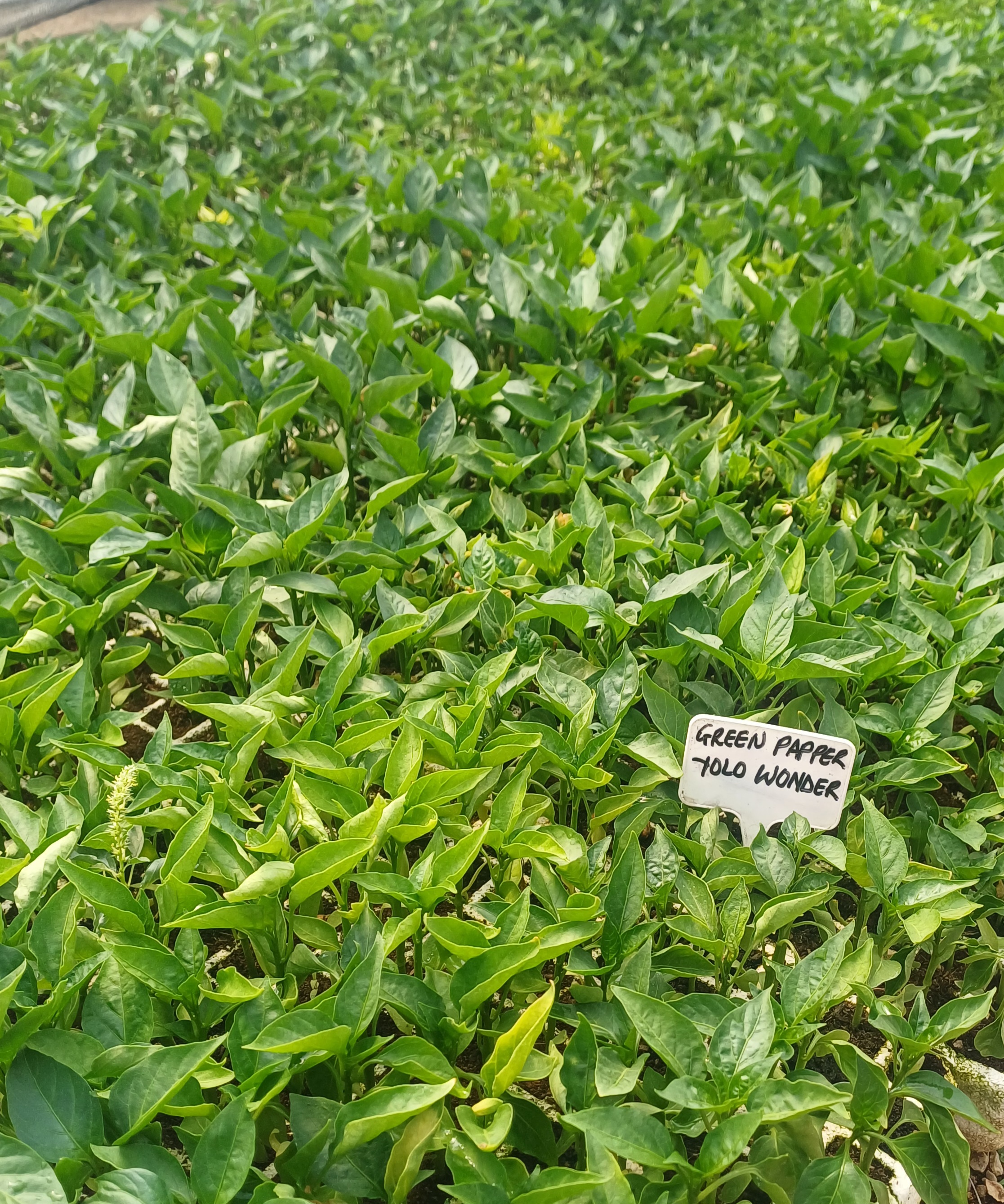 Green Pepper