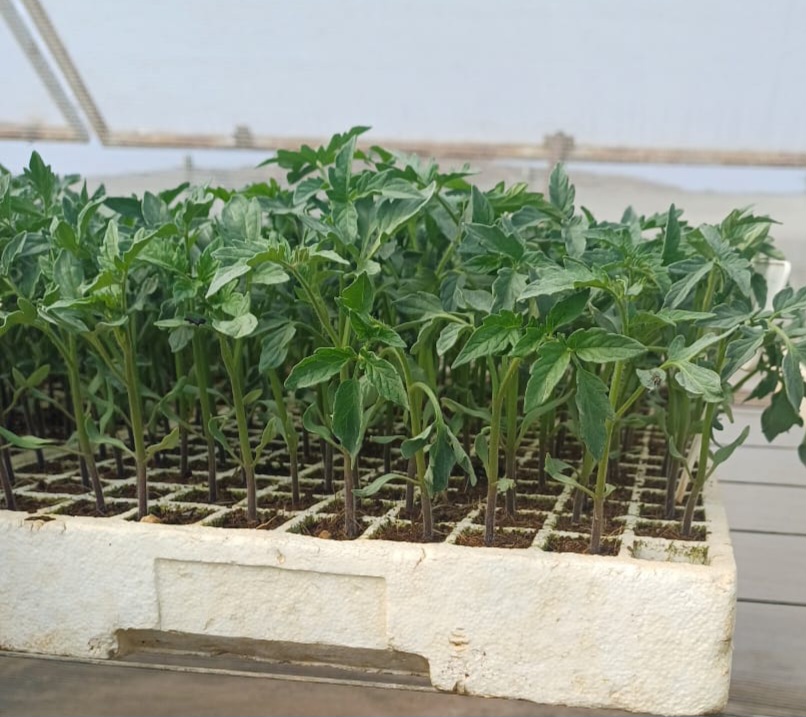 Tomatoes
