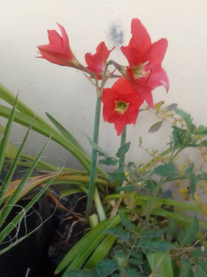 Amaryllis