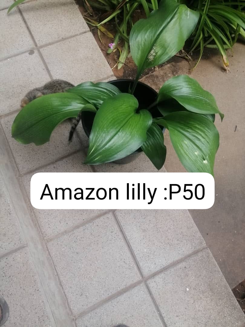 Amazon Lilly