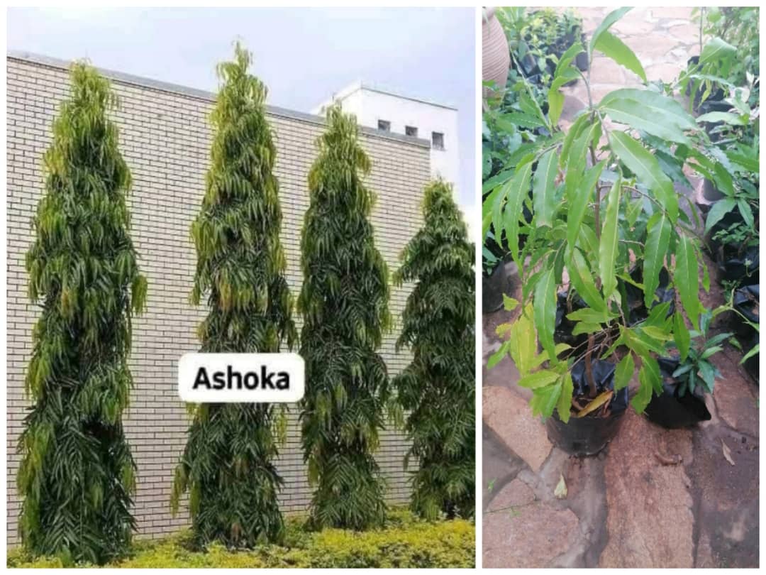 Ashoka