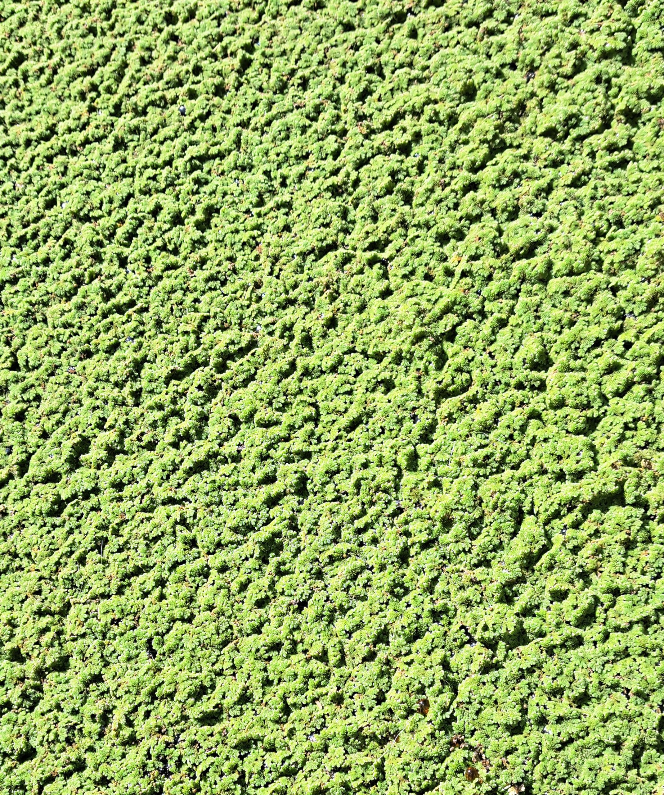 Azolla