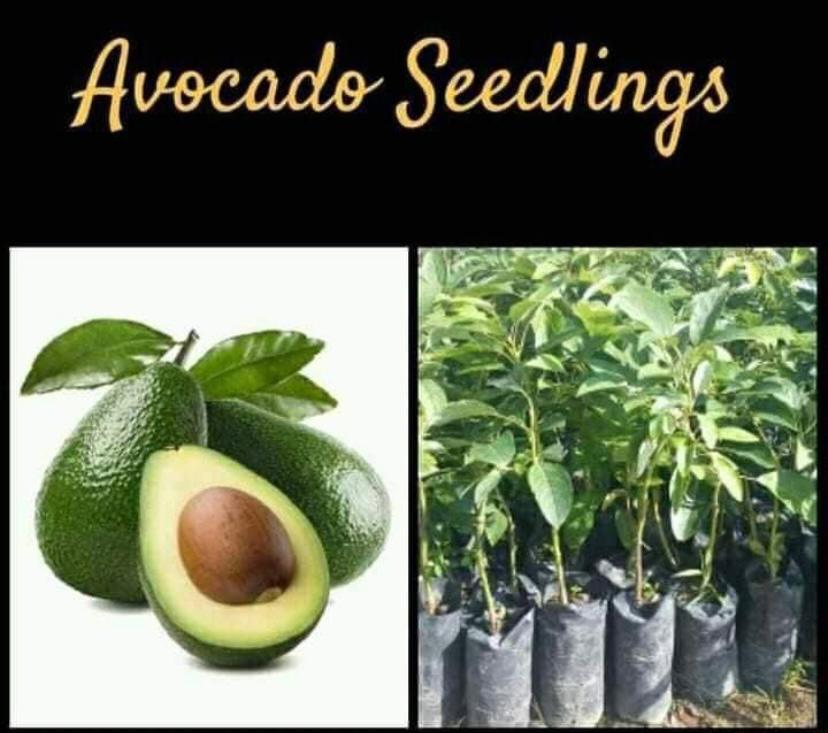 Avocado