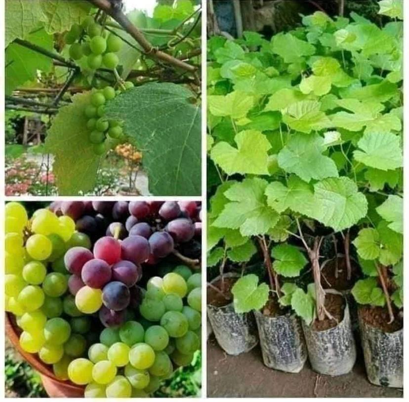 Grapes