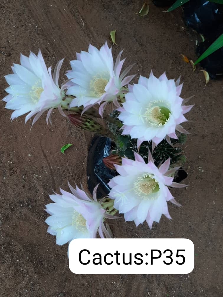 Cactus