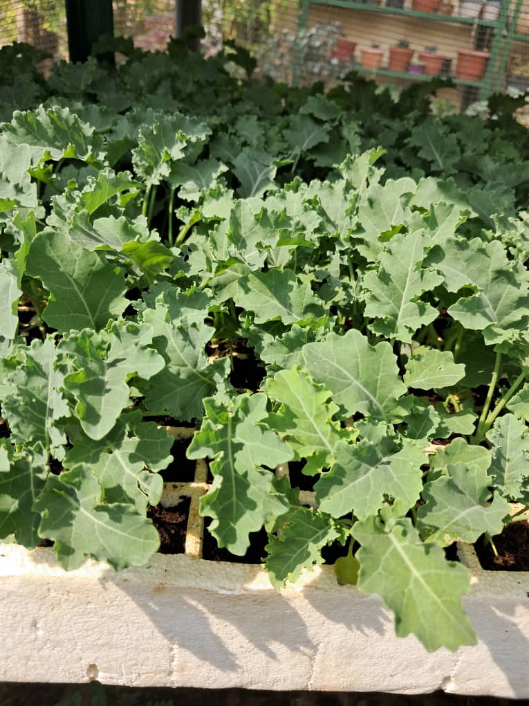 Curly Kale