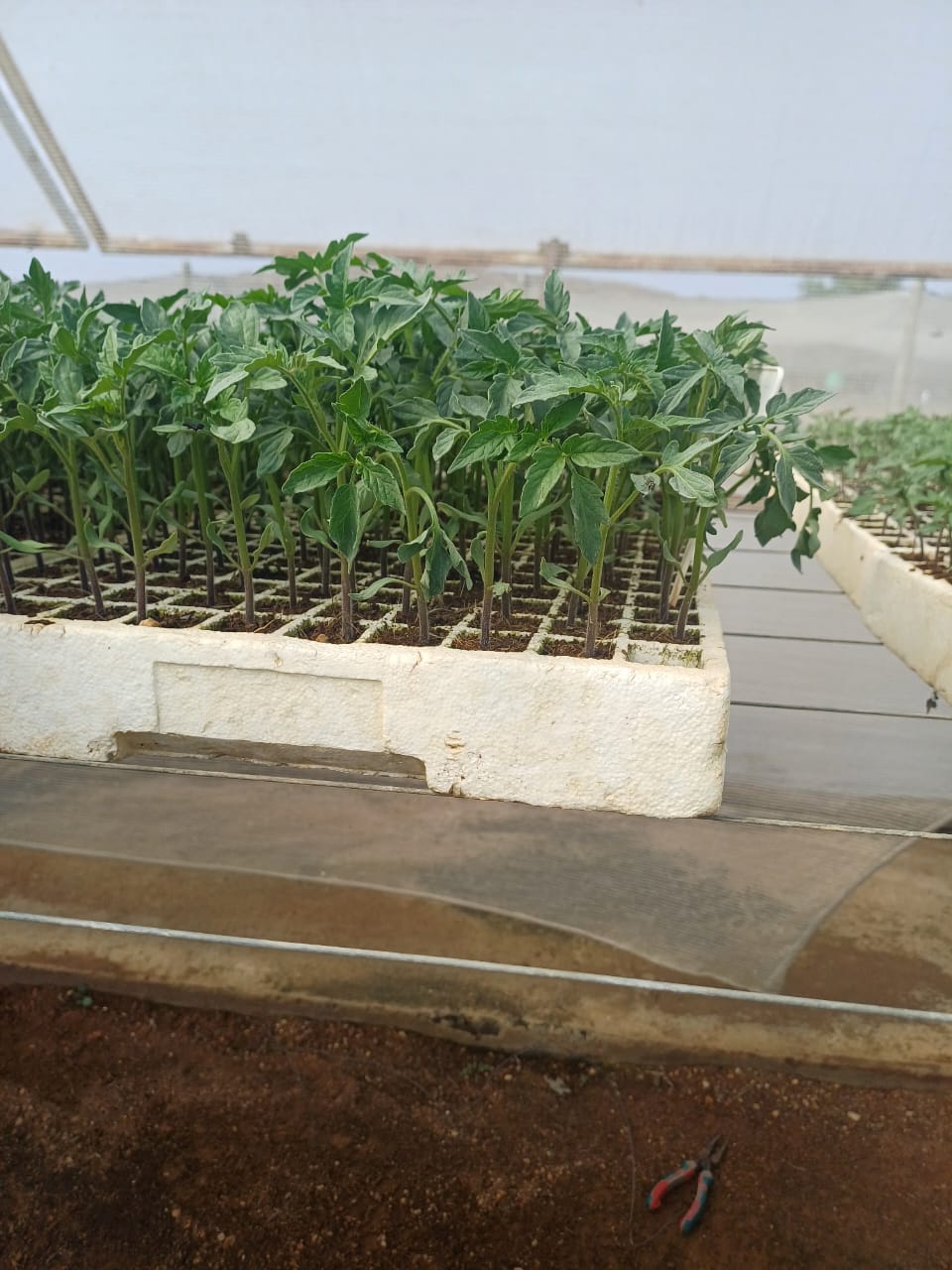 Tomatoes