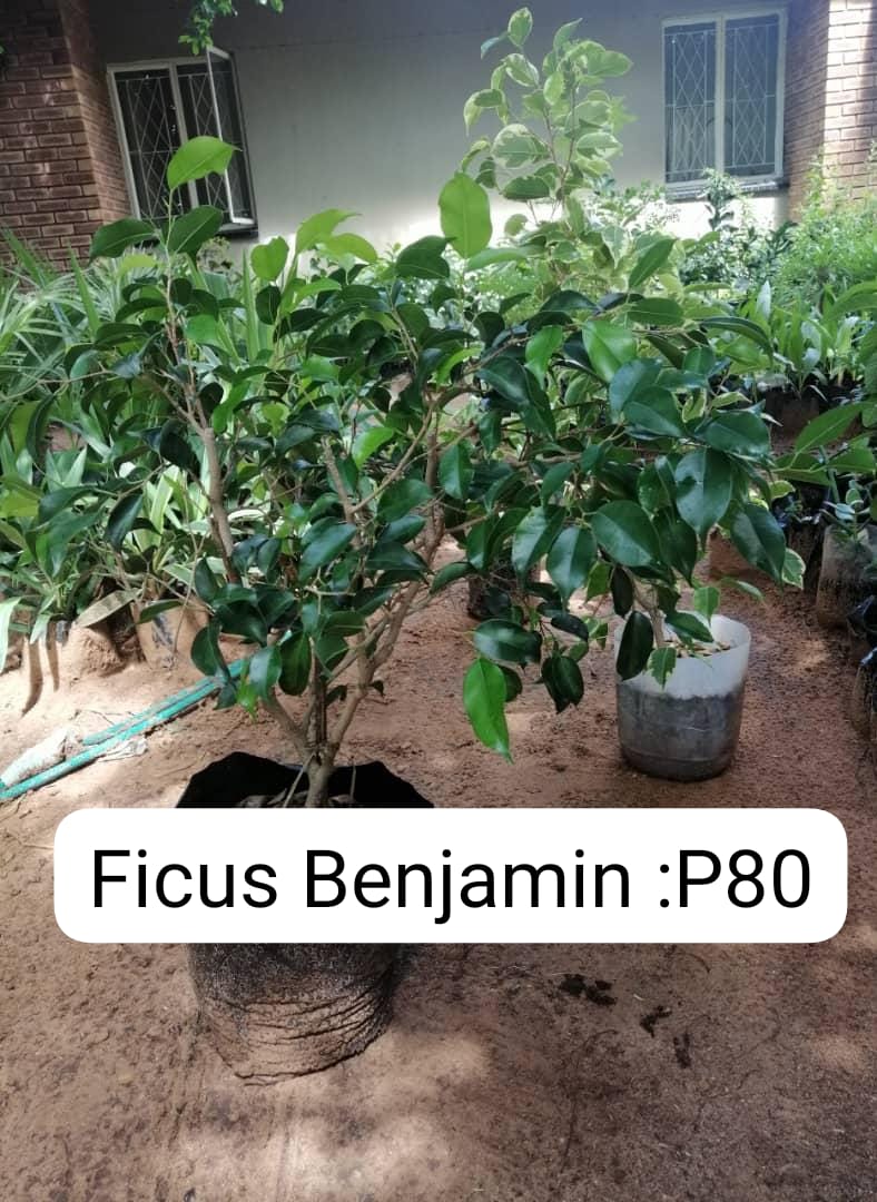 Ficus Benjamin