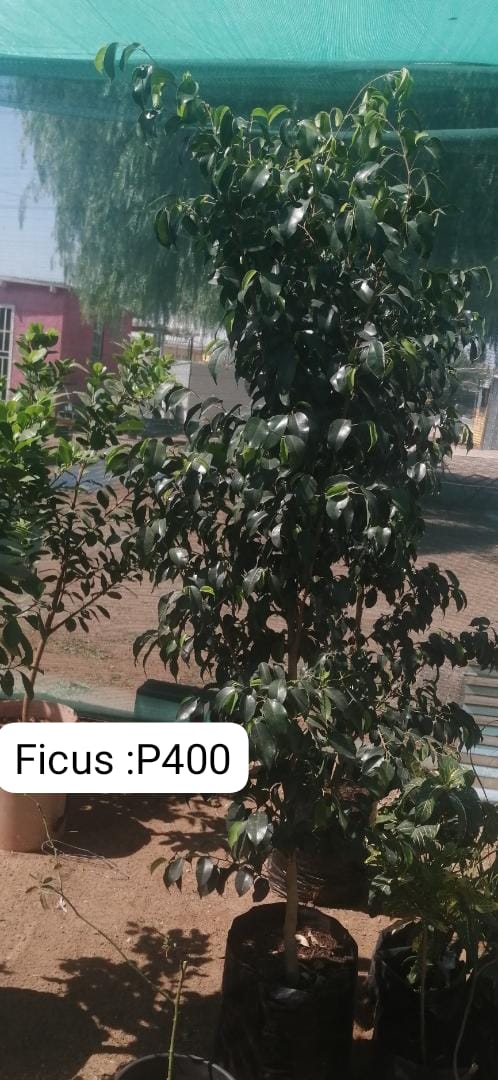 Ficus