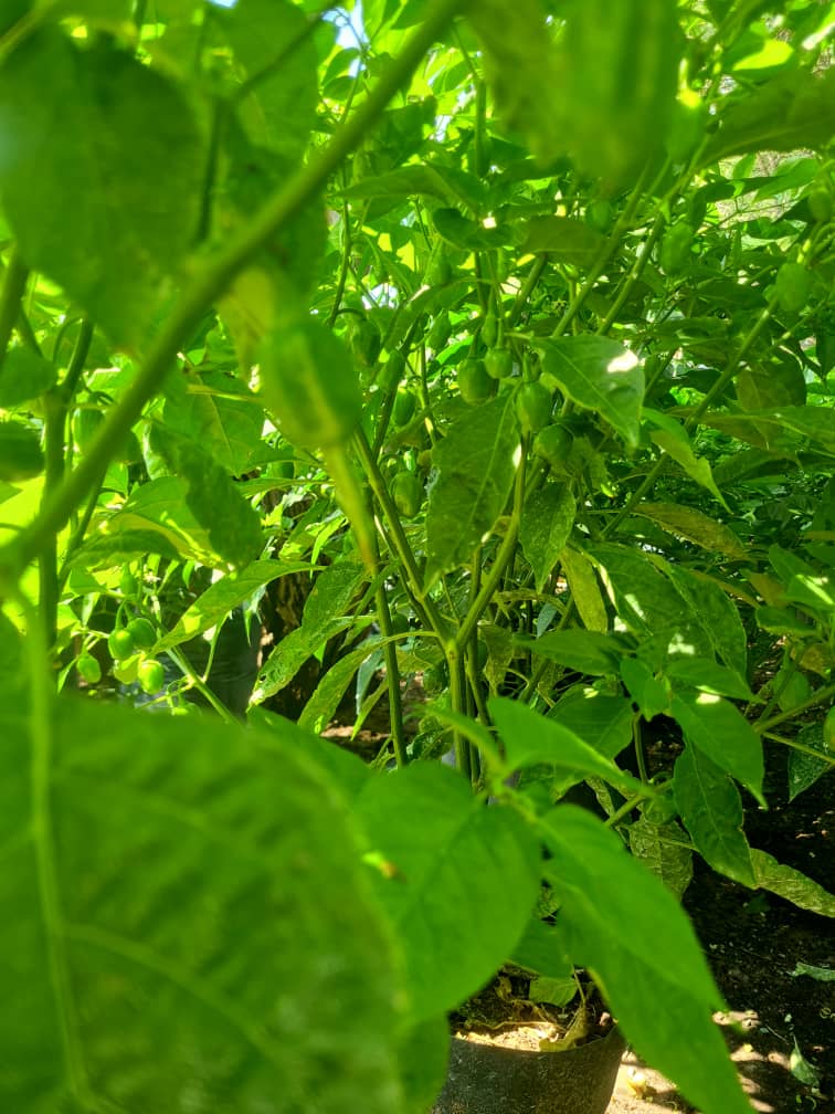 Habanero Chilli