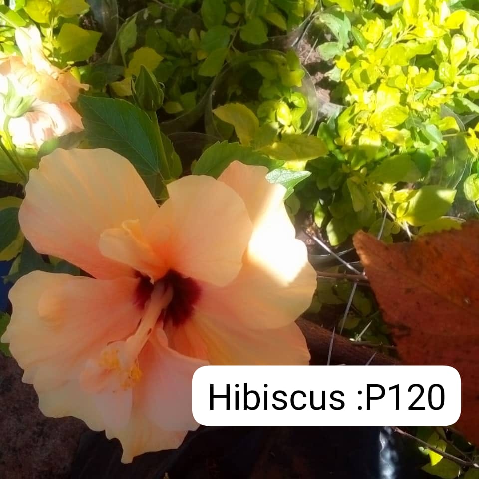 Hibiscus