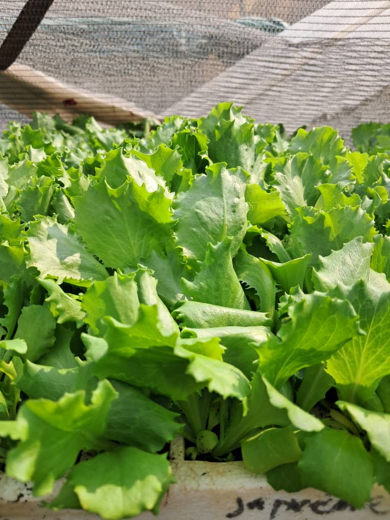 Letuce