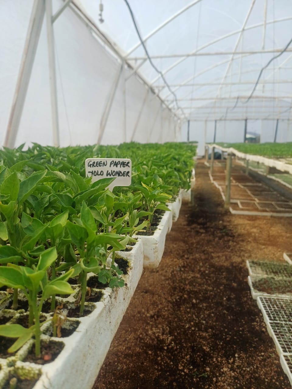 Green Pepper