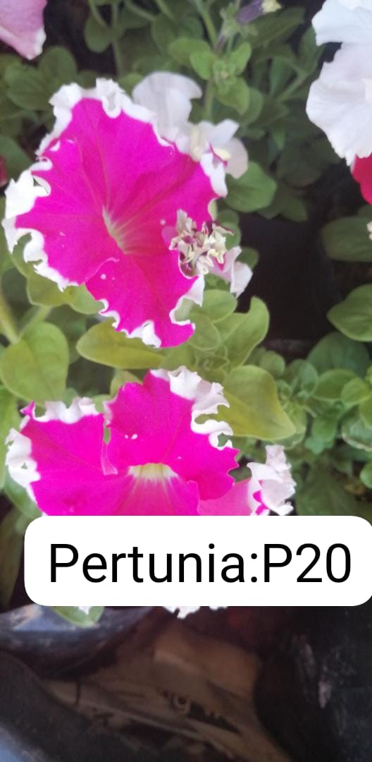 Pertunia