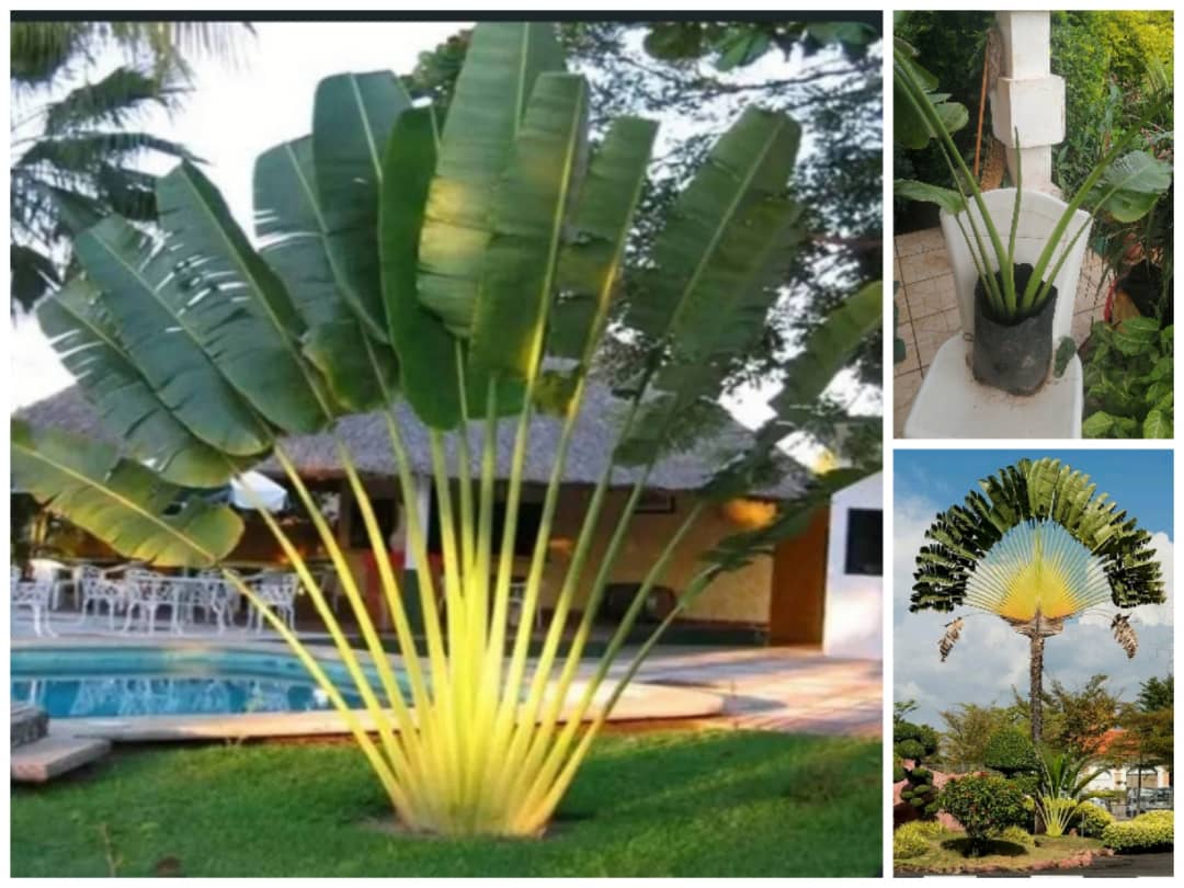 Palm Tree