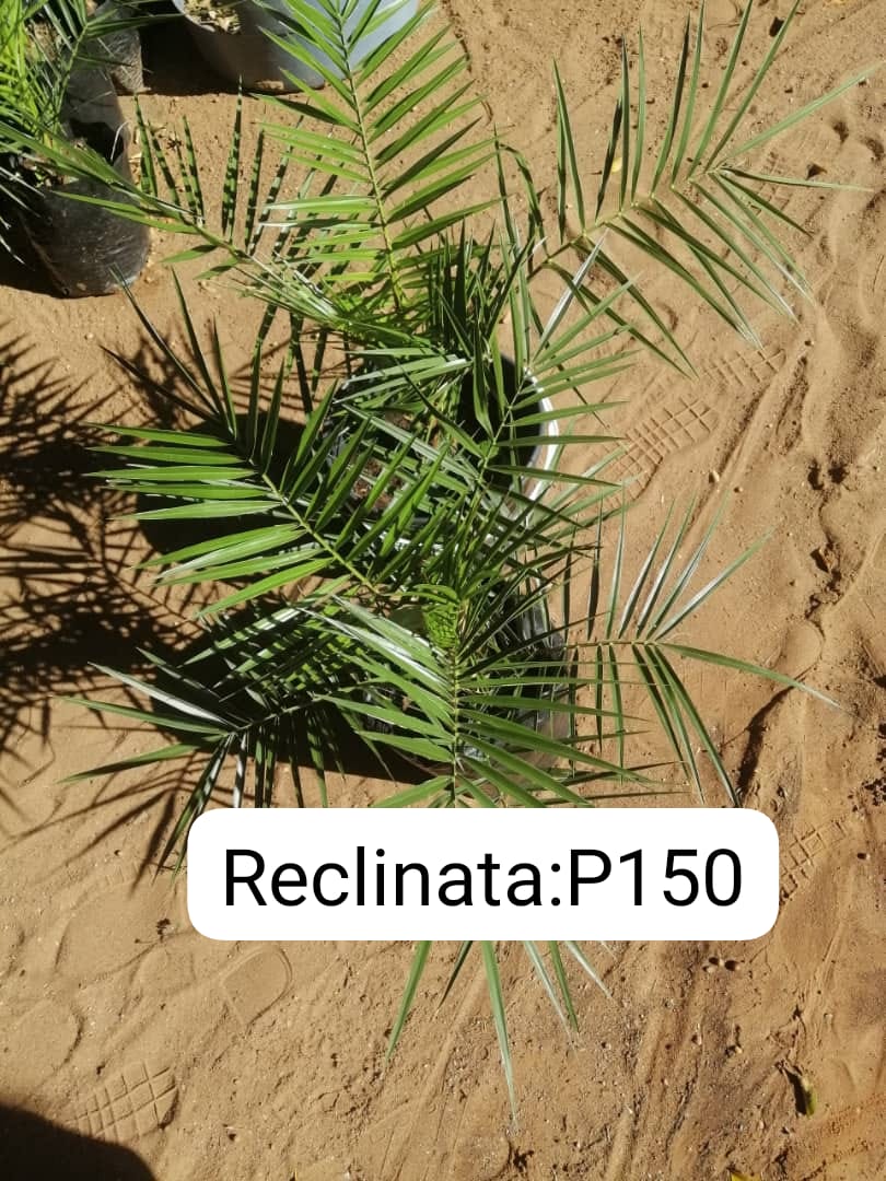 Reclinata