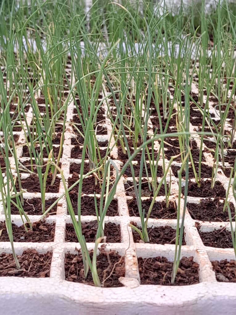 Onions