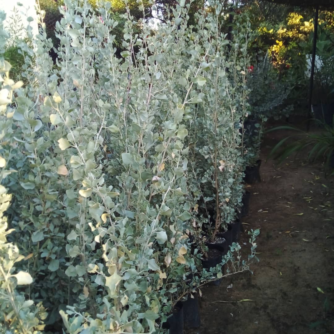 Salt Bush