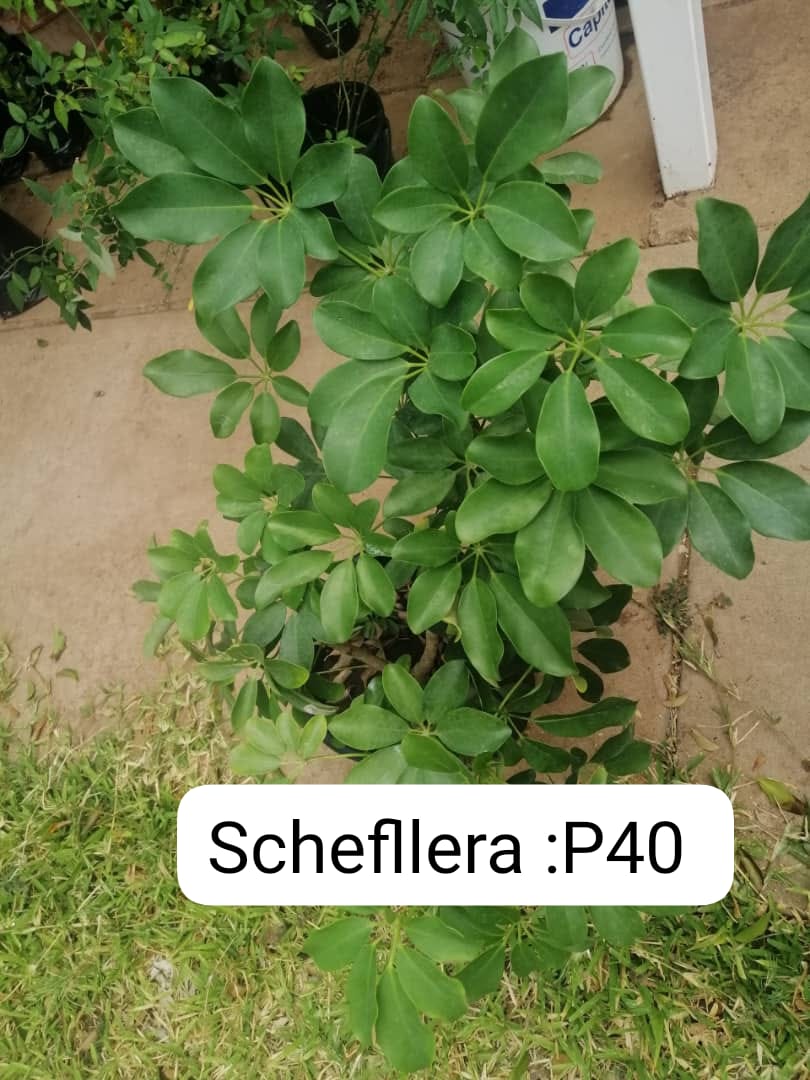 Schefilera