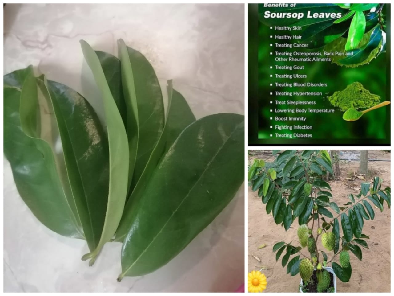 Soursop