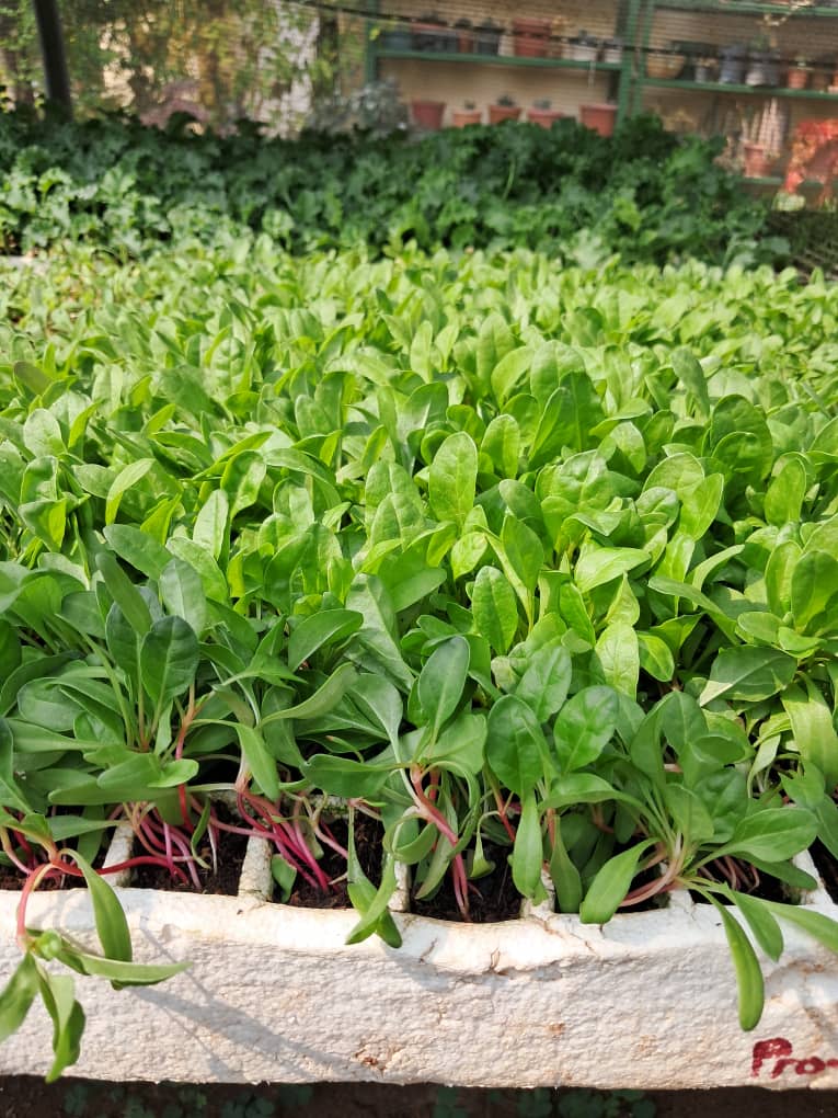 Spinach