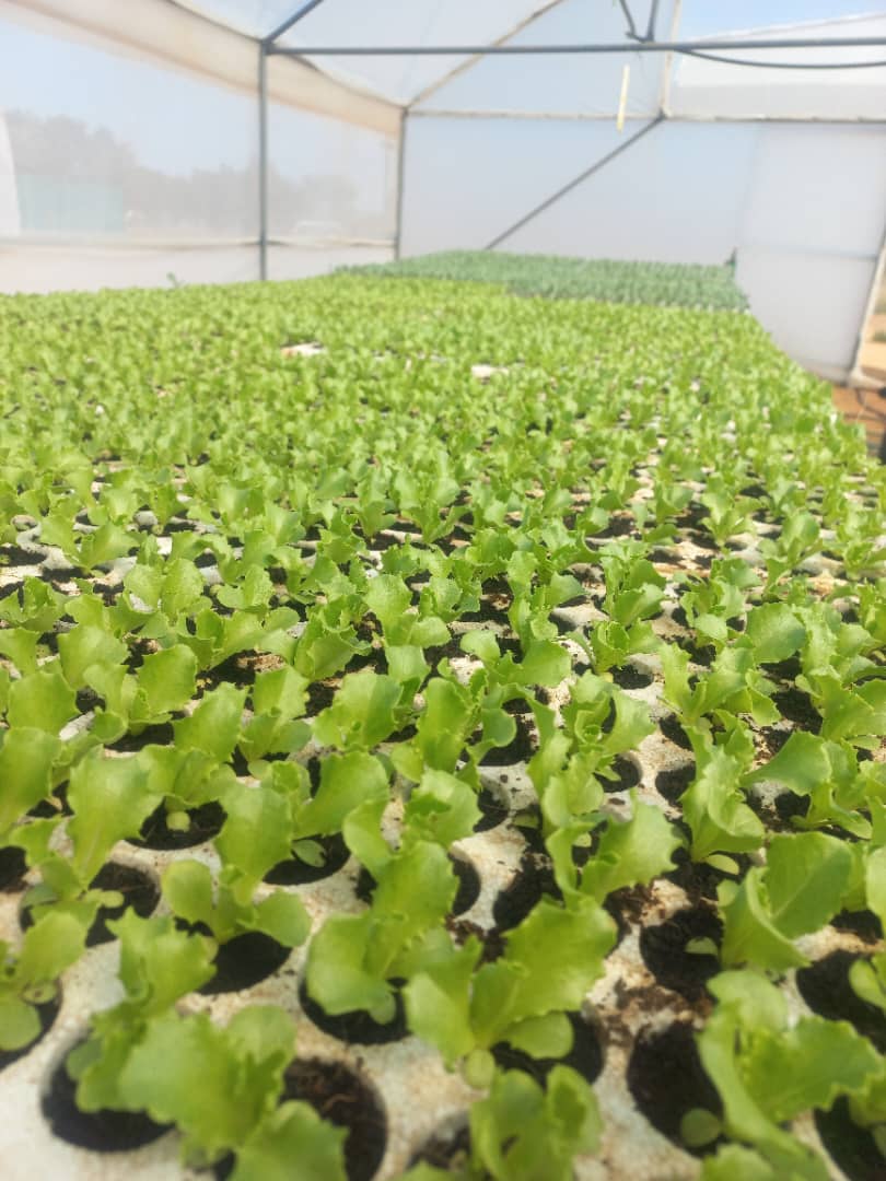 Letuce