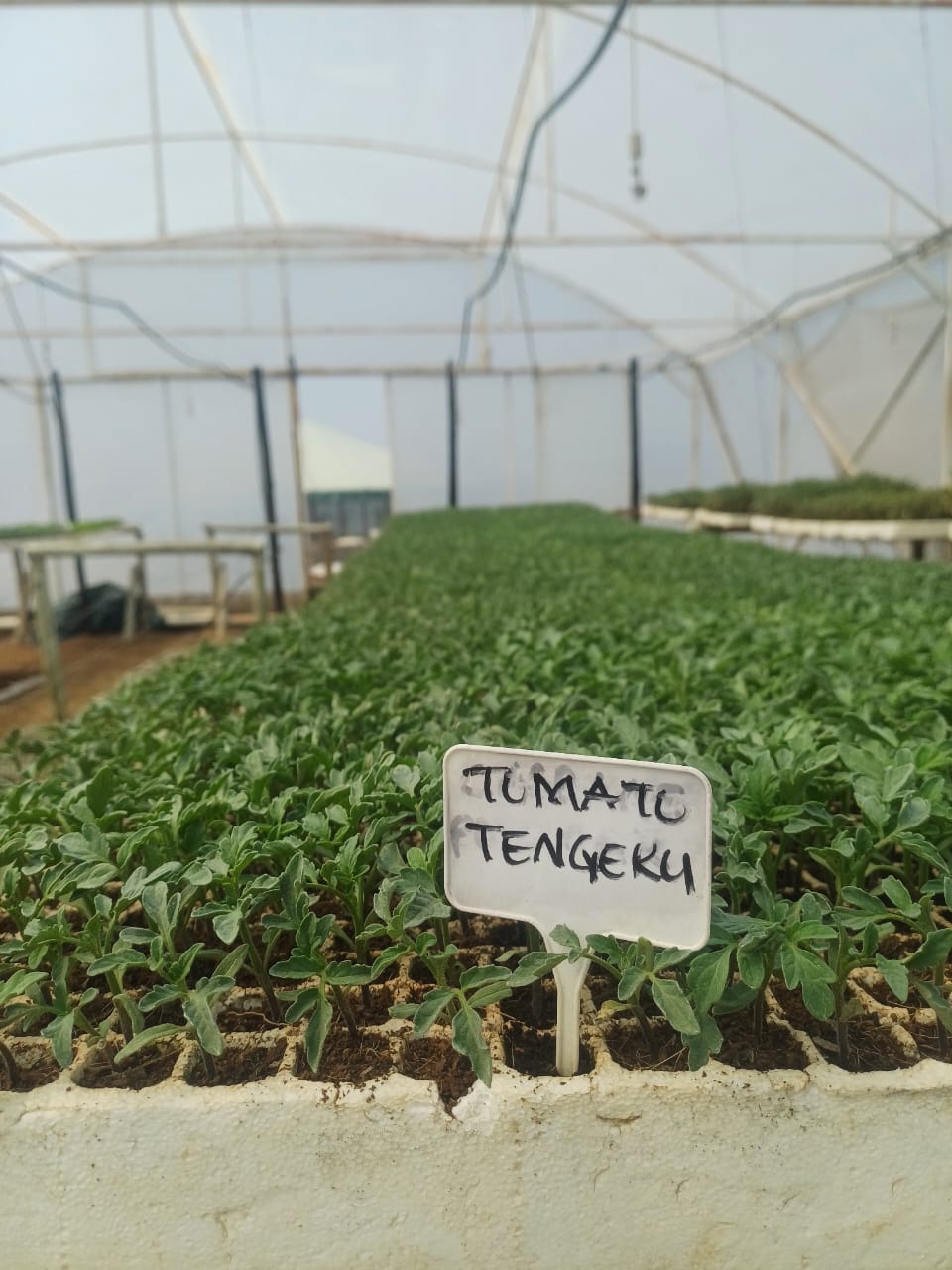 Tomatoes