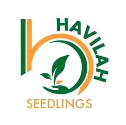 Havilah Seedlings